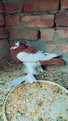 gubara pigeon