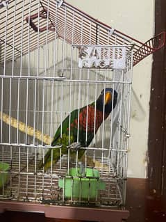 Australia parrot for sale