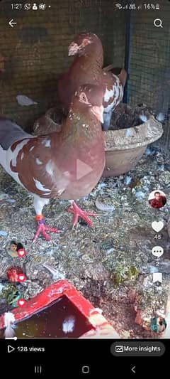 pigeon