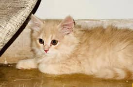 Persian cat triple coated