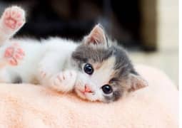 Persian kittens