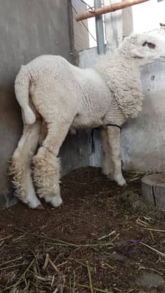 dumbb do dant ke qurbani ke liye taiyar hain