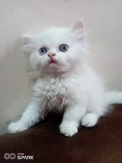 kittens