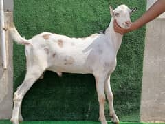 taddy