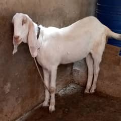 rajnporex