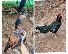 Amroha cross and all Pakistani aseel breed eggs or chicks available