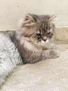 Persian male cat for sell 8000