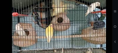 Different Love Birds Pattay 5 month  1000 per pice