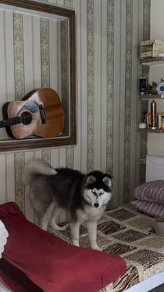 Siberian husky premium bloodline