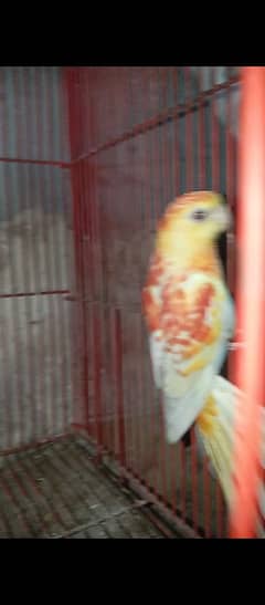 parrots
