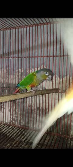 parrots
