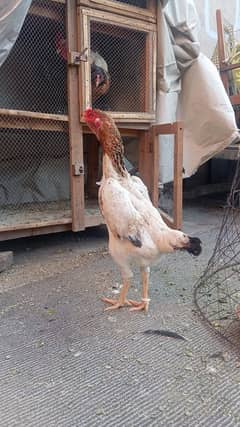 shamo chick for sale age 3 month