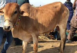 Cow Qurbani 2 dant for sale