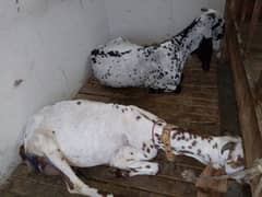 2 bakria 2 bachy for sale
