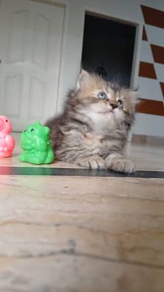 Cat (persian kitten)