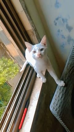 Russian Cats