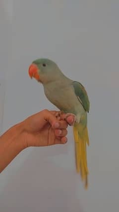 Friendly Jumbo Size Raw Handtamed