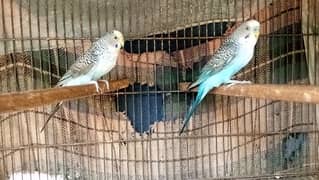 black wings breedar pairs for salr