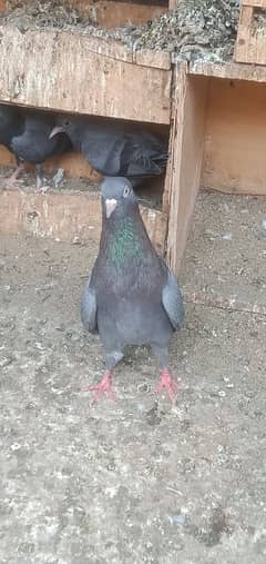 03214991363 neela kamagar nar