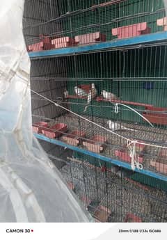 cage for sale