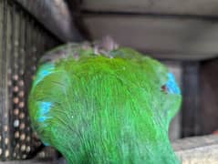 Eclectus Pair for Sale