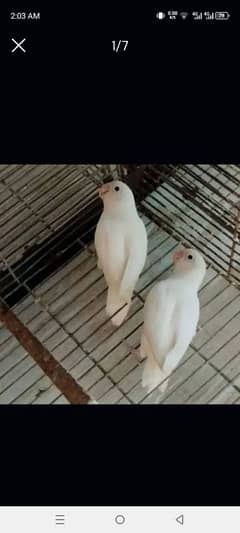 love birds 4 Pair