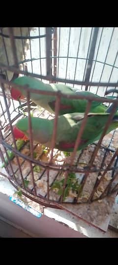 green