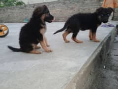 German Shepherd 1.20days pairs
