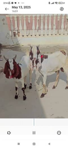 2 Dant Blade khassi bakray Meat weight 10 to 11