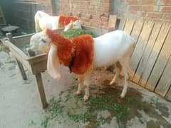 faisalraza