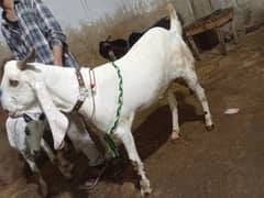 bakra for sale in karachi