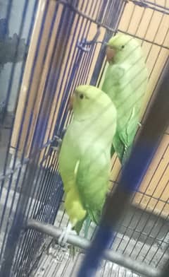 bht khubsurat pair h