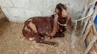 2 deyat bakra haldi and active maximum 40 kg