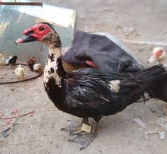 ducks pair