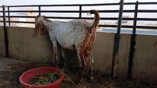 mekki chinni bakri 8 teeth fresh