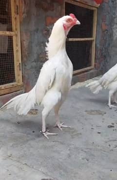 pure maniwal