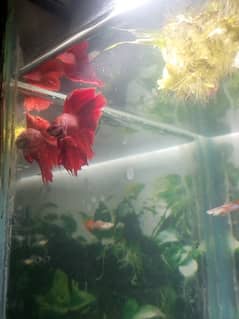 betta