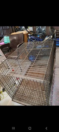 heavy iron cage grey and pahari briding cage