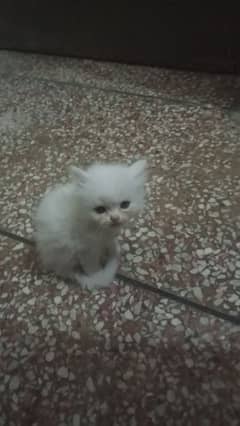 3 kittens for sale
