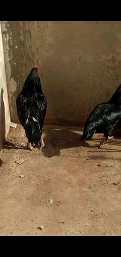 Aseel Mushka Lasani Pair