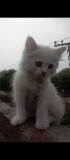 Kitten Male Available