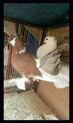 American Fantail Lakha Yang Pair