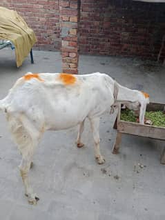 muhammad puri call. 03147104960