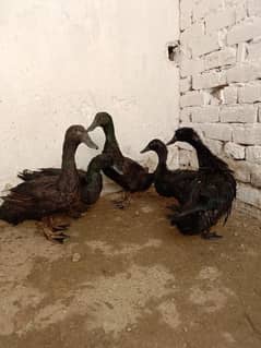 AMERICAN BLACK CAYUGA DUCK امریکی بلیک پیوگا بریڈر