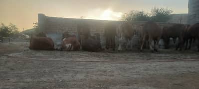 Qurbani janwar iss say sassta milay ga nahi