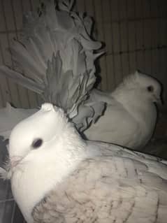 Fantail pigeon sentient pair