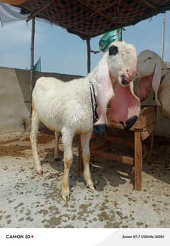 kajli female