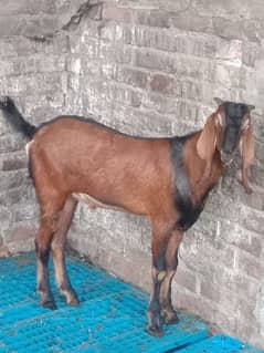 goat for sale