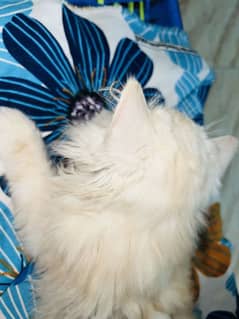 Persian