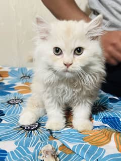Persian Cat